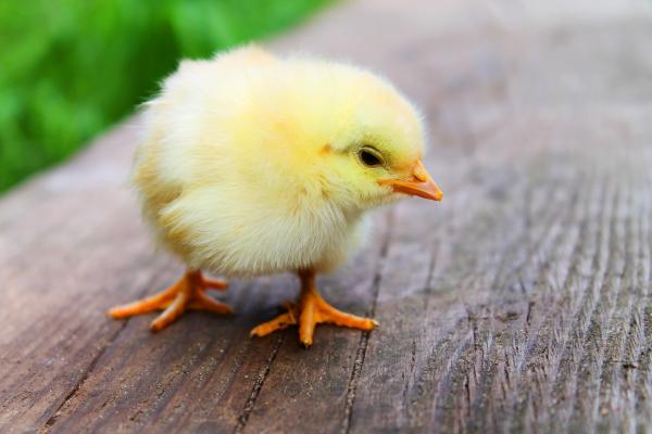 Image for event: Project Peep: Chick Hatching